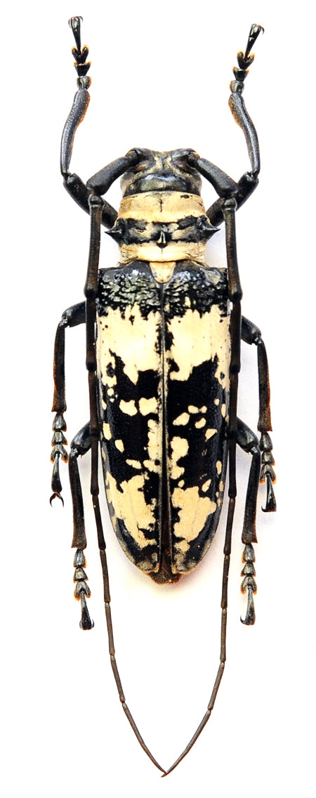 Doesburgia celebiana カブトムシ | A1乾燥保存標本 | CERAMBYCIDAE