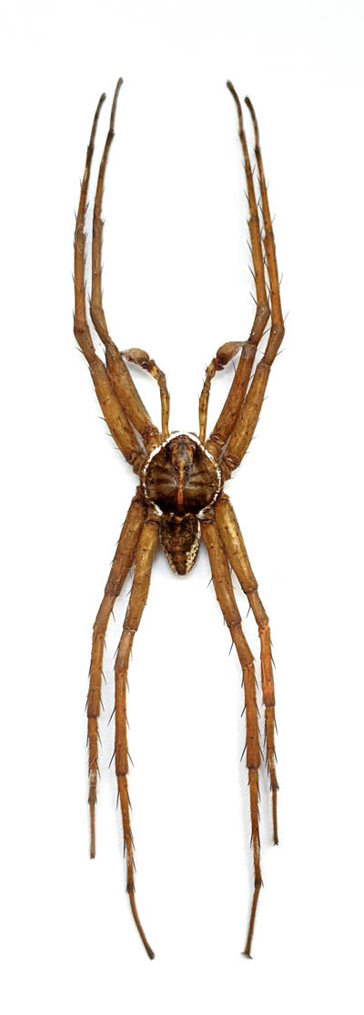 Dolomedes boiei Fishing Spider Specimen | A1 Quality | Dry-Preserved ARANEAE