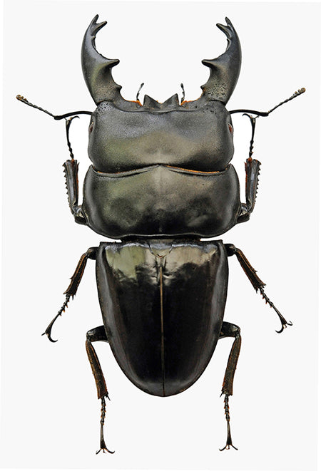 Dorcus alcides Beetle Specimen | A1 Quality | Dry-Preserved LUCANIDAE