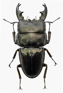 アート・デザイン・音楽 IL CERVo VOLANTE (Coleoptera lucanidae) Dorcus alcides Stag Beetle | A1 Quality LUCANIDAE | Entomology