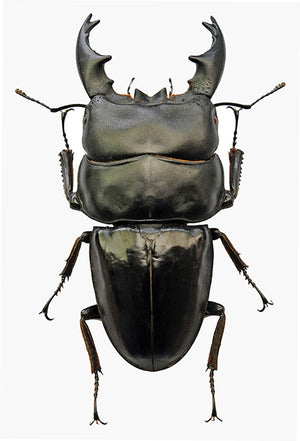 Dorcus alcides Beetle Specimen | A1 Quality | Dry-Preserved LUCANIDAE