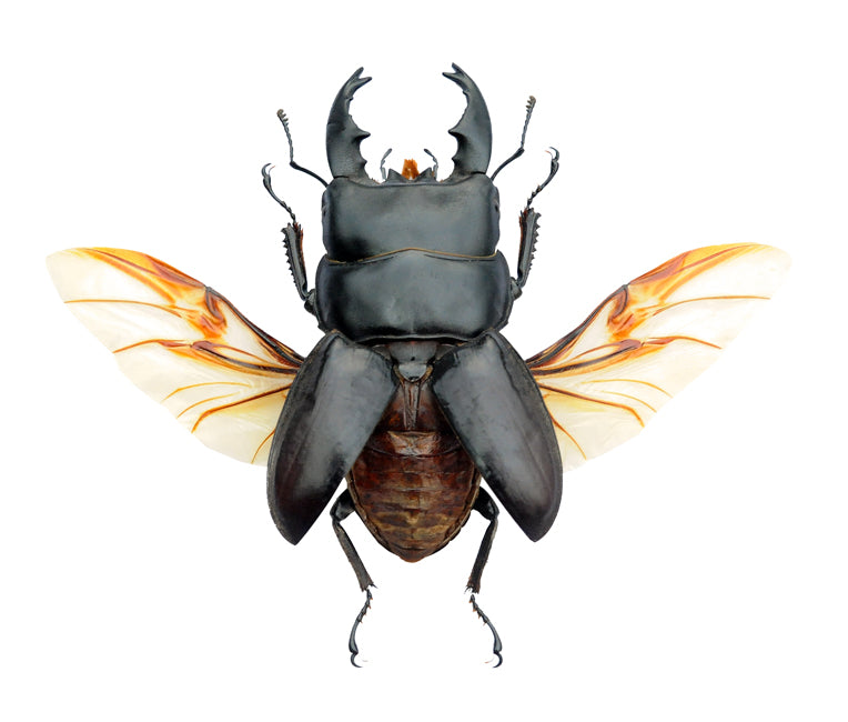 Dorcus alcides Stag Beetle | A1 Quality LUCANIDAE | Entomology
