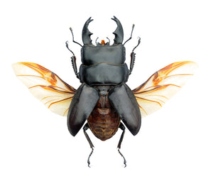 Dorcus alcides Beetle Specimen | A1 Quality | Dry-Preserved LUCANIDAE