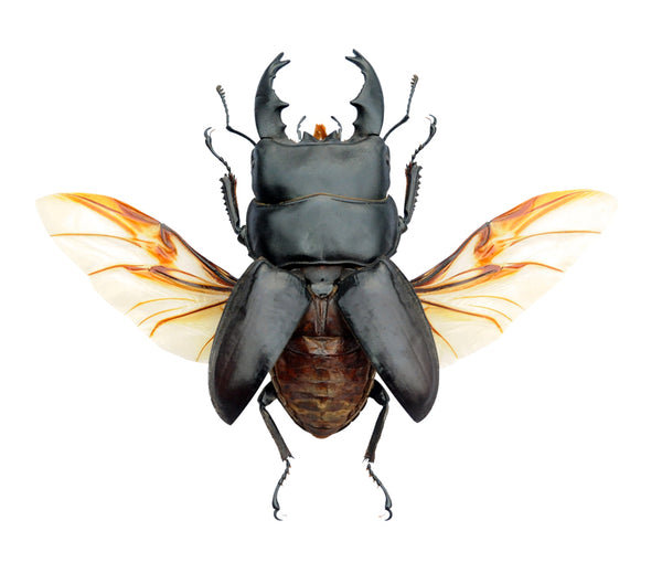 Dorcus alcides Stag Beetle | A1 Quality LUCANIDAE | Entomology