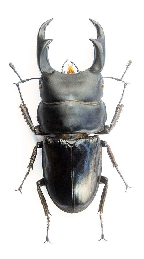 Dorcus ritsemae astridae Beetle Specimen | A1 Quality | Dry-Preserved LUCANIDAE