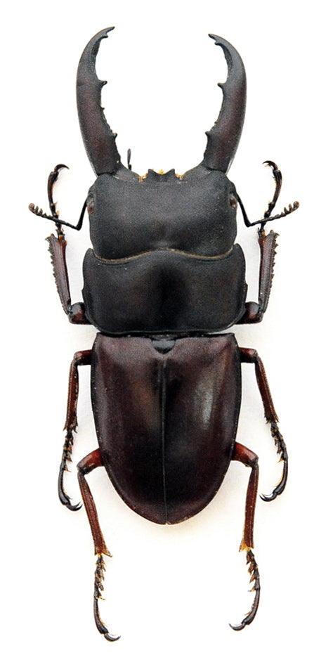 Dorcus saiga Beetle Specimen | A1 Quality | Dry-Preserved LUCANIDAE