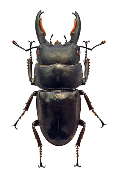 Dorcus taurus gyphaetus Beetle Specimen | A1 Quality | Dry-Preserved LUCANIDAE
