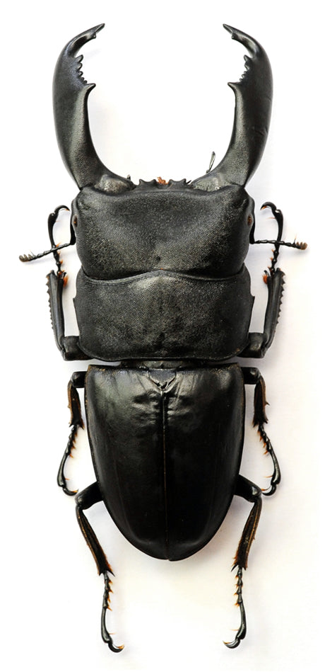 Dorcus titanus titanus クワガタムシ標本 A1品質 | 乾燥保存 未装着