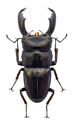 ドルクス種　クワガタ　標本　セット ドルクス種 クワガタ 標本 セット ドルクス種 クワガタ 標本 セット