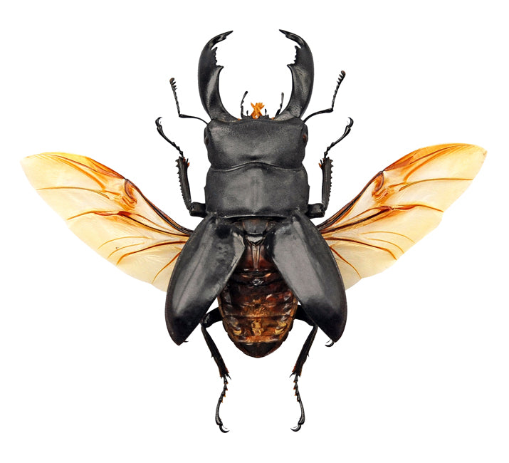 Dorcus titanus typhon クワガタムシ標本 A1品質 | 乾燥保存 未装着