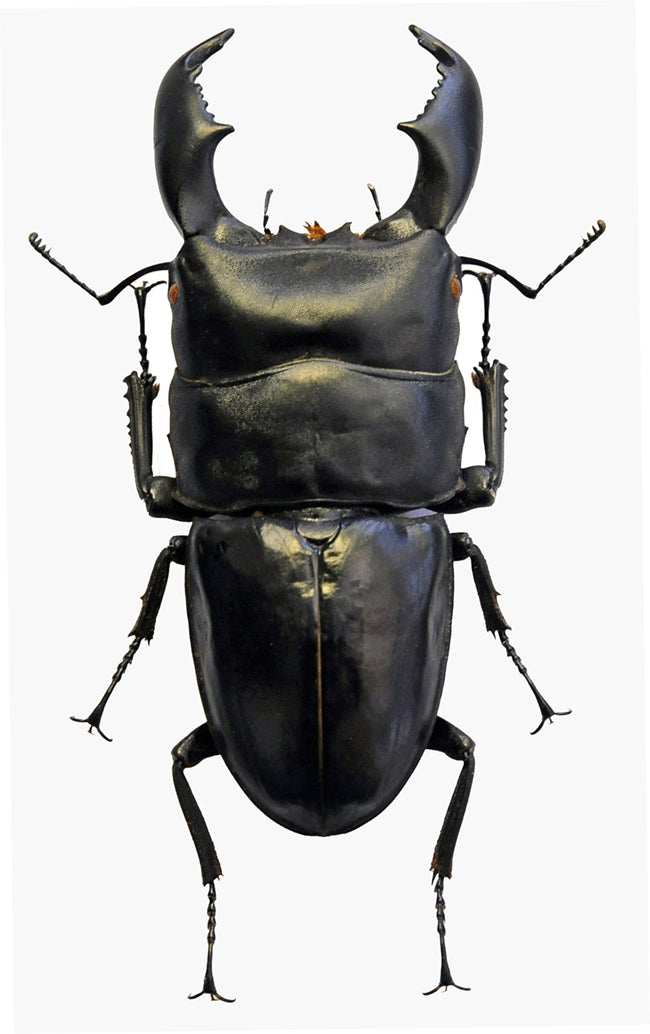 Dorcus titanus yasuokai Beetle Specimen | A1 Quality | Dry-Preserved LUCANIDAE
