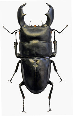 Dorcus titanus yasuokai Beetle Specimen A1 Quality | Dry-Preserved
