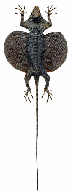 Draco hennigi Flying Lizard | A1 Quality | Dry-Preserved SPREAD | SQUAMATA