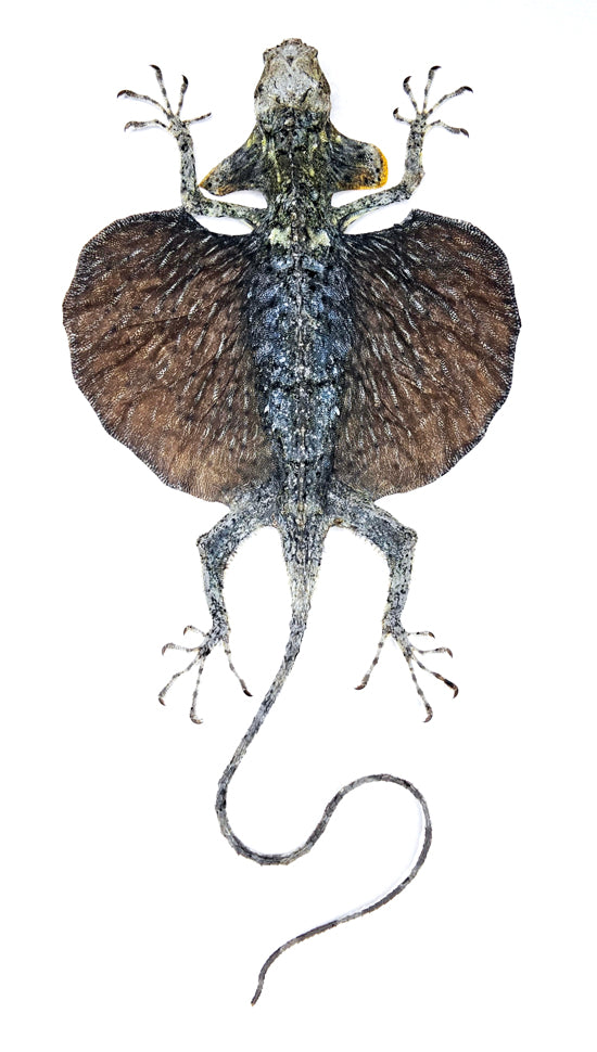 Draco hennigi Flying Lizard | Curved Tail | A1 Quality | Dry-Preserved SPREAD | SQUAMATA