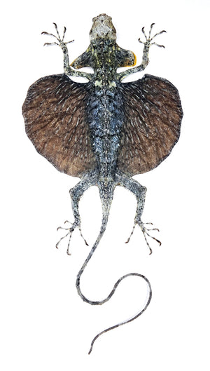 Draco hennigi Flying Lizard | Curved Tail | A1 Quality | Dry-Preserved SPREAD | SQUAMATA