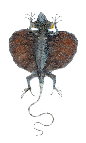 Draco hennigi Flying Lizard | Curved Tail | A1 Quality | Dry-Preserved SPREAD | SQUAMATA