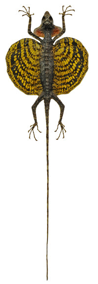 Draco haematopogon Flying Lizard | A1 Quality | Dry-Preserved SPREAD | SQUAMATA