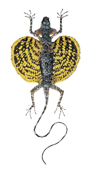 Draco haematopogon Flying Lizard | Curved Tail | A1 Quality | Dry-Preserved SPREAD | SQUAMATA