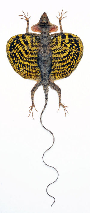 Draco haematopogon Flying Lizard | Curved Tail | A1 Quality | Dry-Preserved SPREAD | SQUAMATA