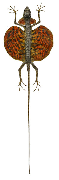 Draco haematopogon Flying Lizard | A1 Quality | Dry-Preserved SPREAD | SQUAMATA