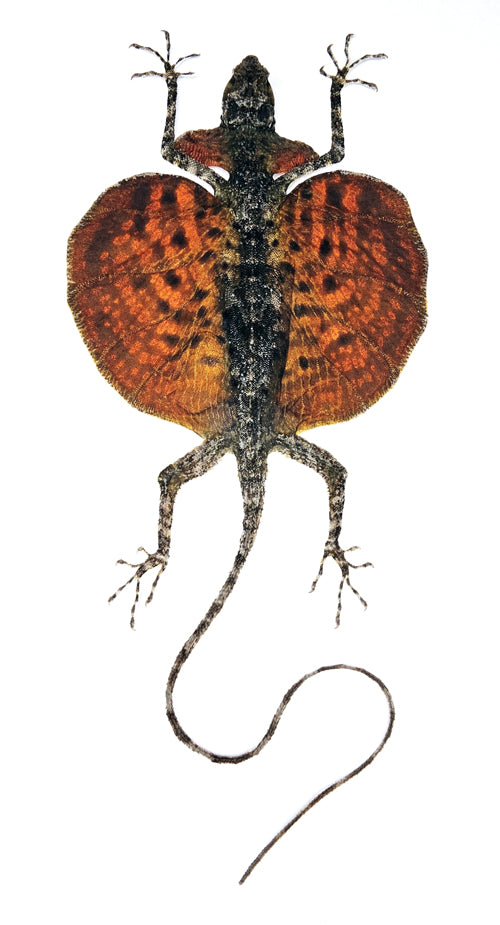 Draco haematopogon Flying Lizard | Curved Tail | A1 Quality | Dry-Preserved SPREAD | SQUAMATA