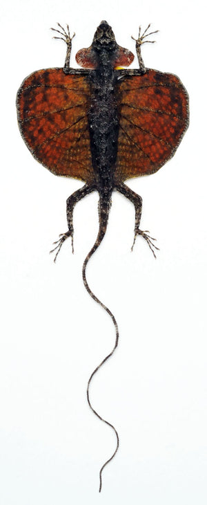 Draco haematopogon Flying Lizard | Curved Tail | A1 Quality | Dry-Preserved SPREAD | SQUAMATA