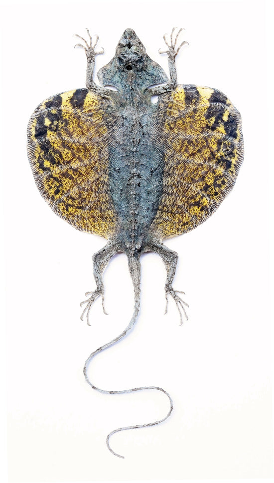 Draco volans volans Flying Lizard | Curved Tail | A1 Quality | Dry-Preserved SPREAD | SQUAMATA