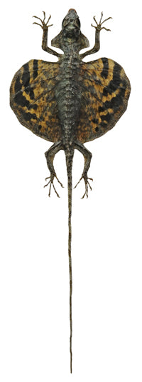 Draco volans volans Flying Lizard | A1 Quality | Dry-Preserved SPREAD | SQUAMATA