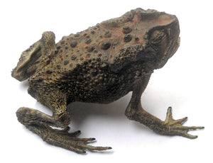 Lot of 5 Asian Black-spined Toad (Duttaphrynus melanostictus) Dry-preserved Taxidermy Specimen Wholesale