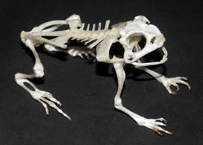 Duttaphrynus melanostictus Toad Skeleton - SITTING | A1 Quality | Dry-Preserved SKELETON