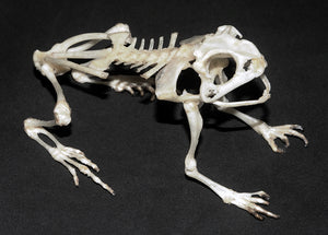 Duttaphrynus melanostictus Toad Skeleton - SITTING | A1 Quality | Dry-Preserved SKELETON
