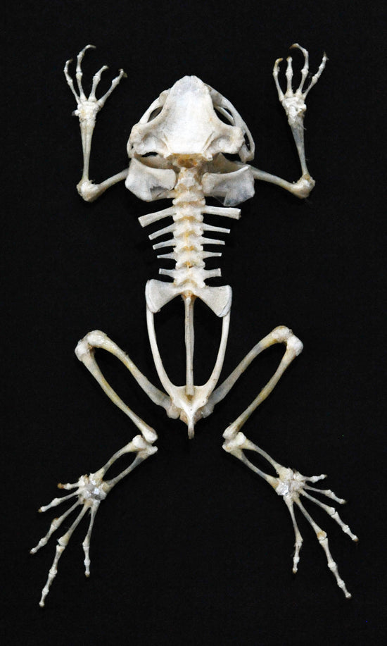 Duttaphrynus melanostictus Toad Skeleton | A1 Quality | Dry-Preserved Sitting SKELETON