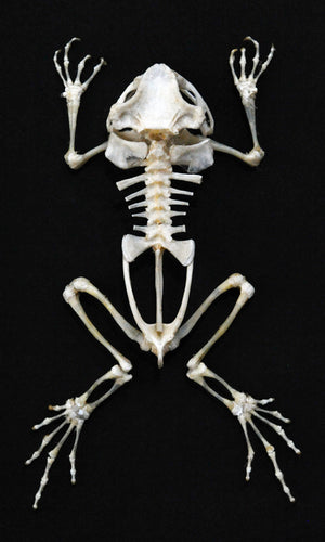 Duttaphrynus melanostictus Toad Skeleton | A1 Quality | Dry-Preserved Sitting SKELETON