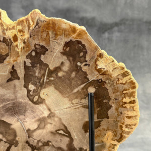 Petrified Wood Slice on Custom Display Stand | Museum-Quality Fossilised Wood