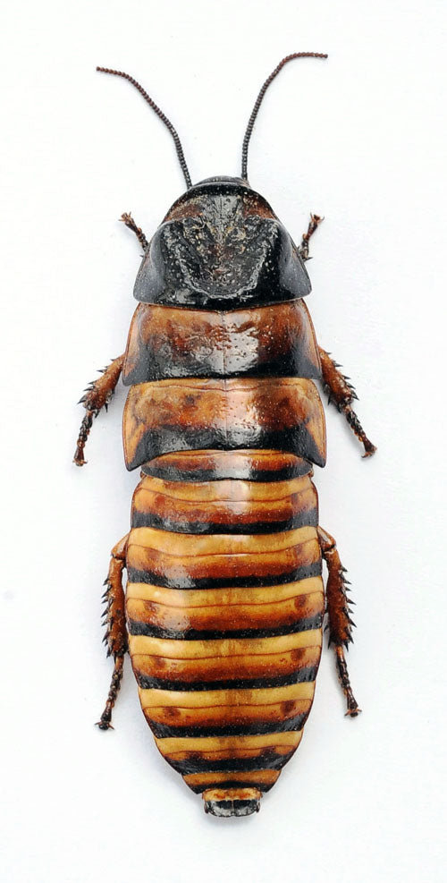 Elliptorhina javanica Cockroach Specimen | A- Quality | Dry-Preserved BLATTODEA