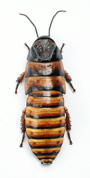 Assorted Beetles & Insects Mystery Box | A1 Entomology Specimens