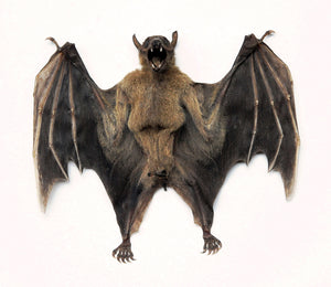Assorted Common Bat Specimens | A1 Quality | Dry-Preserved CHIROPTERA (Spread Half Folded)