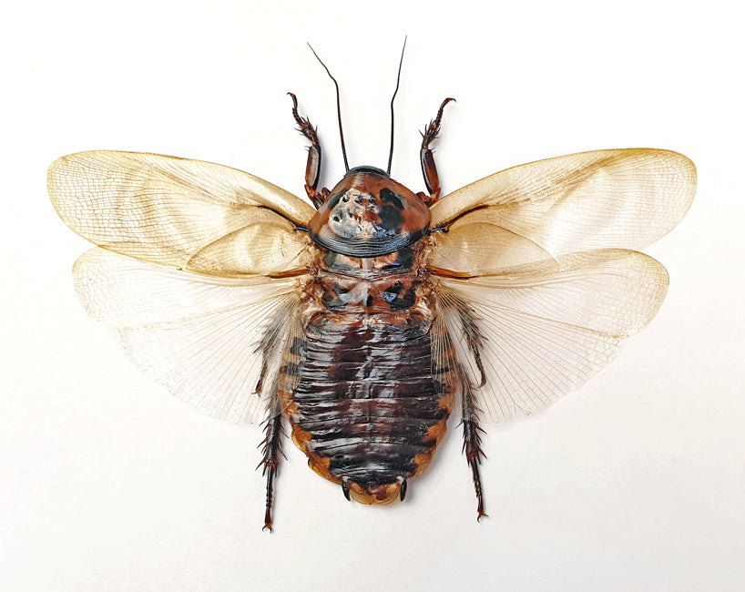 Eublaberus distanti Cockroach Specimen | A1 Quality | Dry-Preserved Spread BLATTODEA