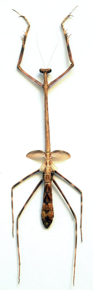 Euchomenella heteroptera | A1 Suchý preparát kudlanky – Mantodea