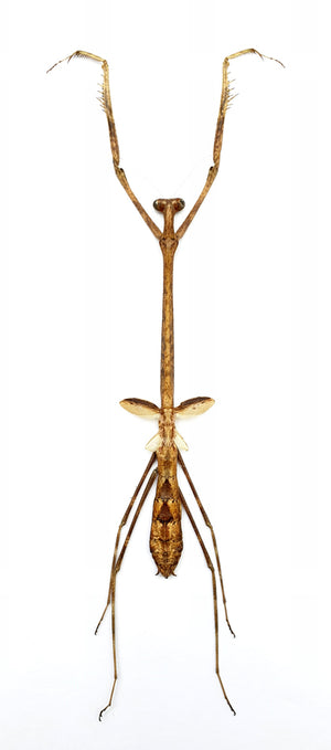 Euchomenella heteroptera | A1 Suchý preparát kudlanky – Mantodea