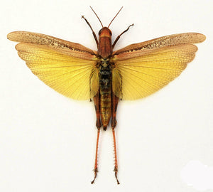 Premium Assorted Dry-Preserved Specimens | Beetles, Bats, Frogs, Tarantulas & More | A1 Quality