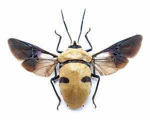 Premium Assorted Dry-Preserved Specimens | Beetles, Bats, Frogs, Tarantulas & More | A1 Quality