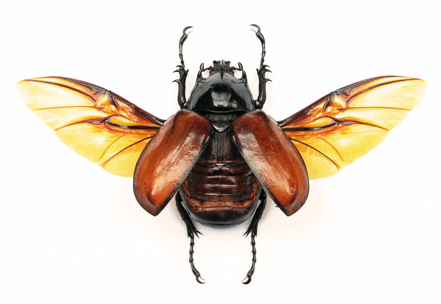 Eupatorus hardwickei Beetle Spread Specimen, Myanmar | A1 Quality | Dry-Preserved DYNASTINAE (Spread-Wings)