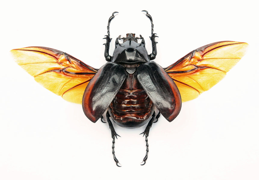 Eupatorus hardwickei cantori Beetle Spread Specimen, Myanmar | A1 Quality | Dry-Preserved DYNASTINAE (Spread-Wings)