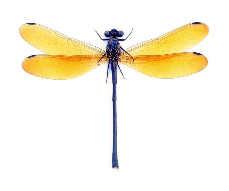 Euphaea lara lara Damselfly Specimen | A1 Quality | Dry-Preserved Spread | ODONATA