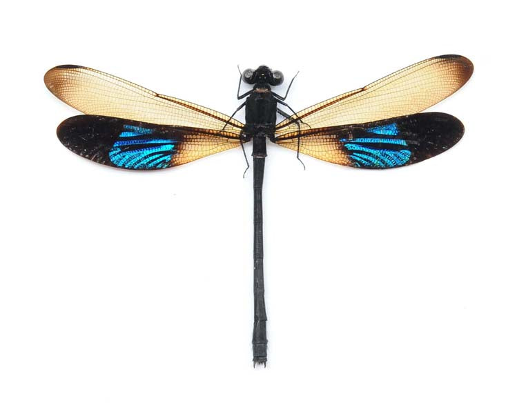 Euphaea subnodalis Damselfly Specimen | A1 Quality | Dry-Preserved Spread | ODONATA