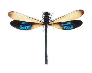 Assorted Beetles & Insects Mystery Box | A1 Entomology Specimens