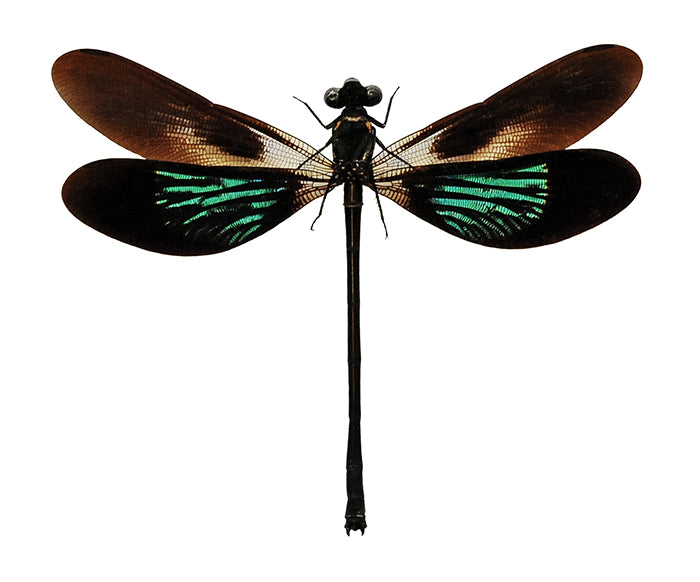 Euphaea variegata Damselfly Specimen | A1 Quality | Dry-Preserved Spread | ODONATA