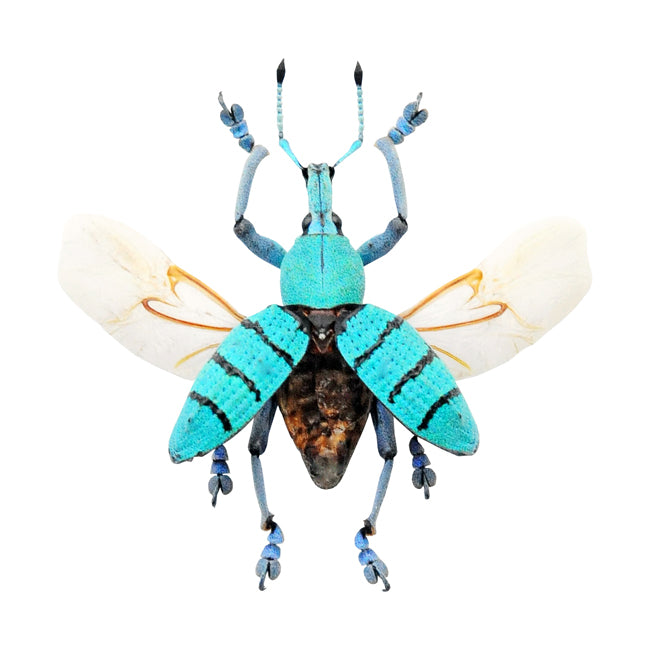 2 x Spread Eupholus geoffroyi Beetles A1 Quality - Wings Open Display