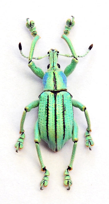 Eupholus cuvieri カブトムシ標本 | A1 ジュエルゾウムシ ニューギニア